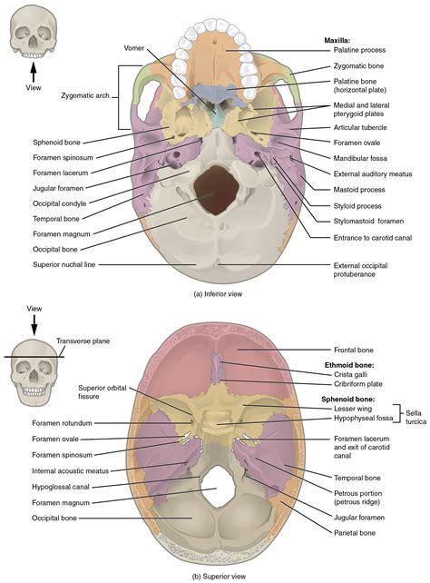 Labeling All The Bone In Anatomy Game