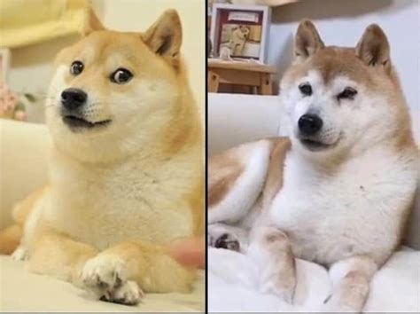 Doge | Wiki Neopedia | Fandom