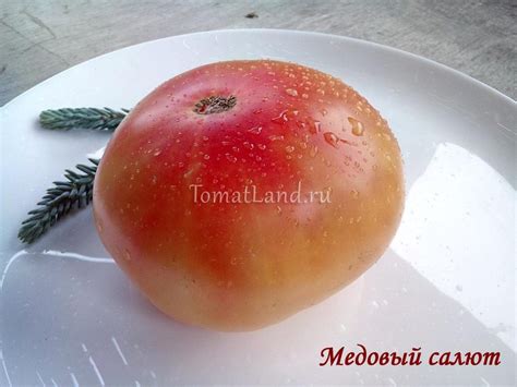 Томат Медовый салют: описание, ОТЗЫВЫ (23), фото | tomatland.ru