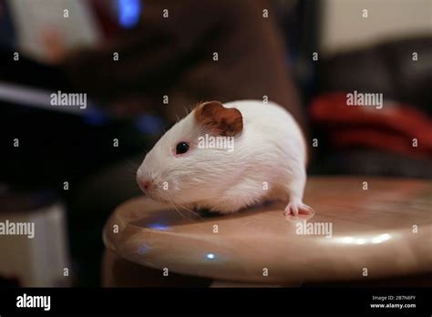 domestic guinea pig Stock Photo - Alamy