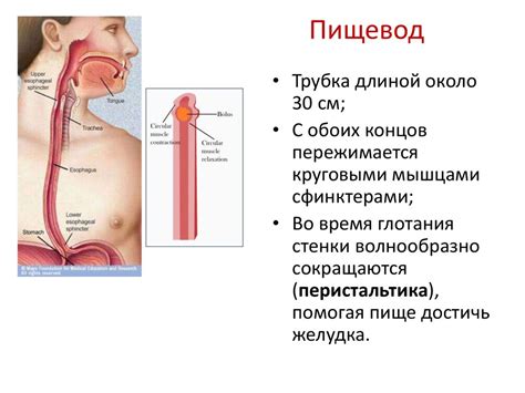 Пищеварительная система человека - презентация онлайн