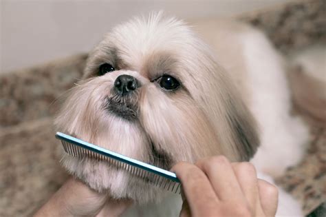 Pet grooming | Luxury Pet Spa of Cocoa Beach | Cocoa Beach