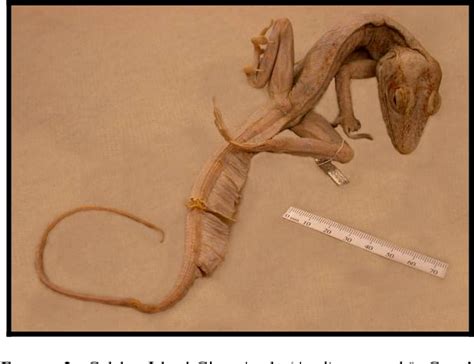 Figure 2 from Status of the Culebra Island Giant Anole (Anolis ...
