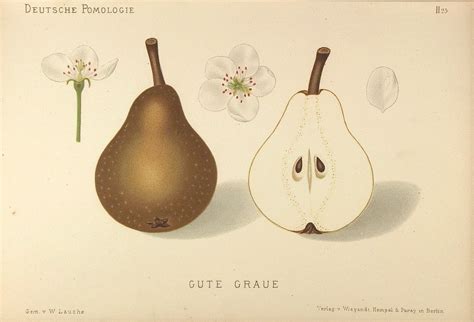 Grusze Bera – najciekawsze odmiany