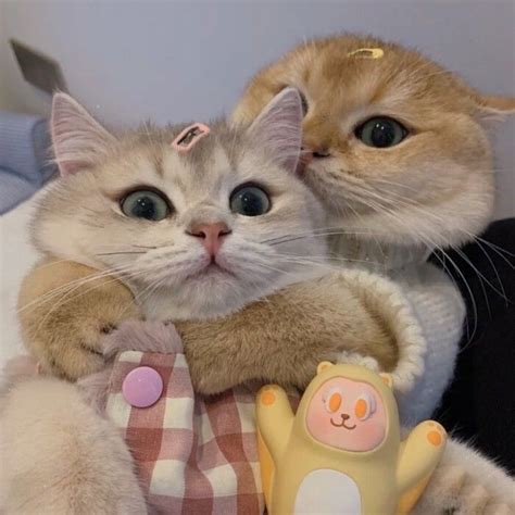 😹😹😸 | Bebek kedi, Sevimli kedi yavruları, Sevimli kediler
