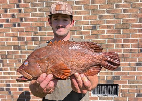 leland man lands  state record  graysby grouper coastal review