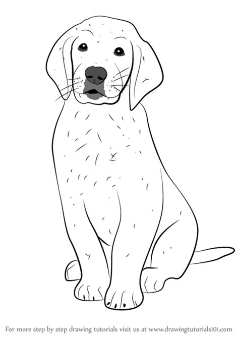 how to draw a puppy golden retriever