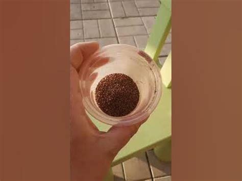 сажаем морковь - YouTube