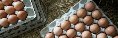 Яйцо инкубационное утиное ,цены и графики