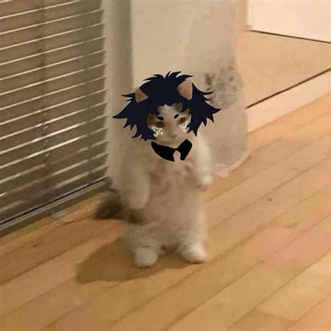 discover  cat pfp  anime kitten ideas   pinterest board