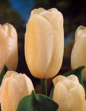 Maureen | Flower garden, Tulips, Flowers