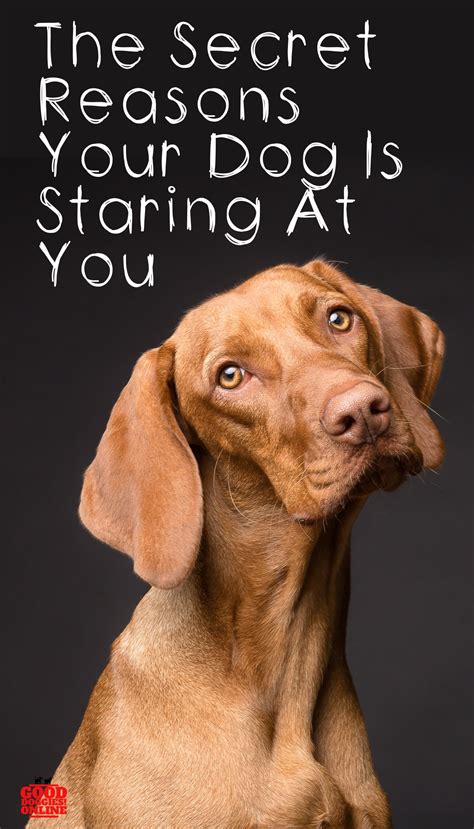Why Do My Dogs Just Stare At Me at Susan Tucker blog