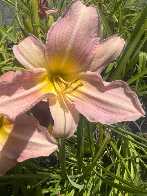 Hemerocallis 'catherine Woodbury' | Creamy Pink Daylily, Re-blooming - Etsy