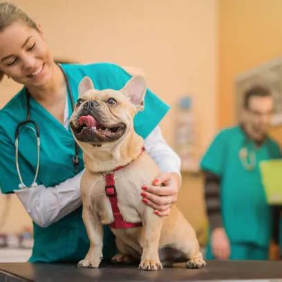 Valor Da Consulta Veterinária - Consulta veterinária valor - Animaníacos Veterinária