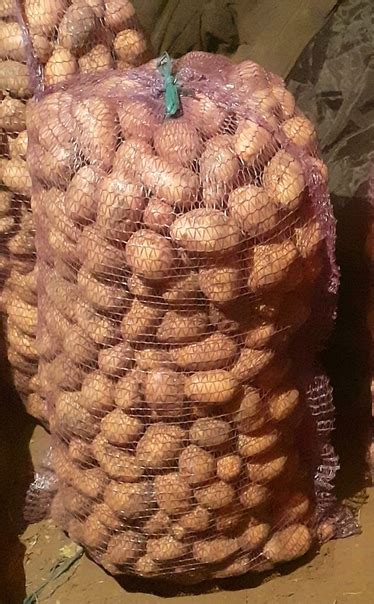 Продаю картофель ЖЁЛТЫЙ СРЕДНИЙ! Сорт Вега, мякоть сочно-жёлтого цвета ...