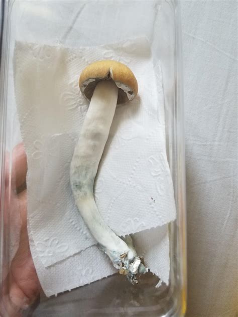First harvest ever😁 some of them stoped to grow and probably died but
