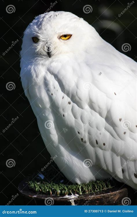 Snowy owl stock image. Image of eagle, eurasian, breed - 27300713
