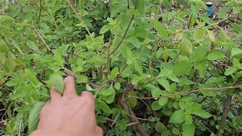 Holly Basil, how to take care of it. - YouTube