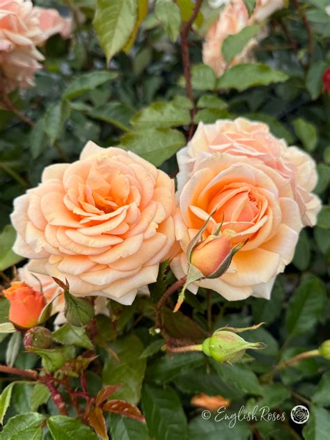Shop - Rose Gifts - Gift Ideas For Any Occasion - English Roses