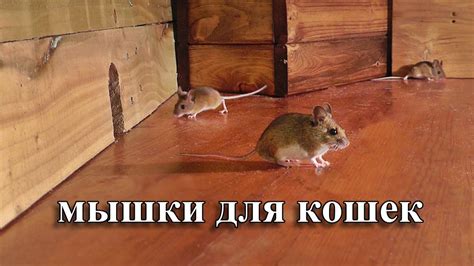 мышки для кошек 🐭 охотиться на мышей - YouTube