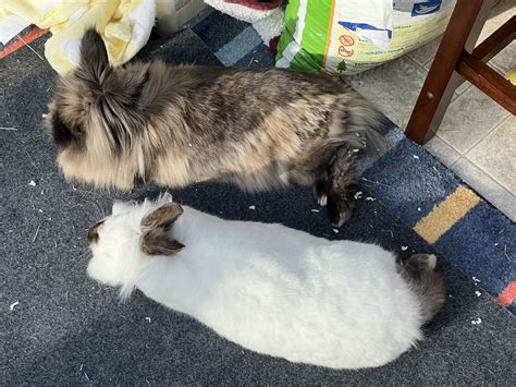 Spoopy Kitt on Twitter: "Was looking at the clouds today and couldnt