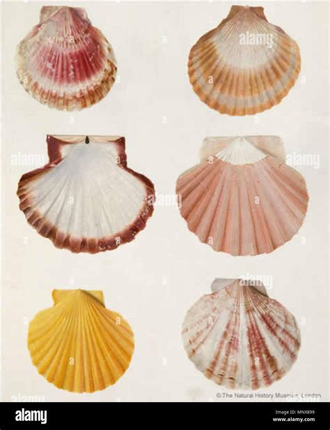 . English: Watercolour on vellum of six scallop shells in varying ...