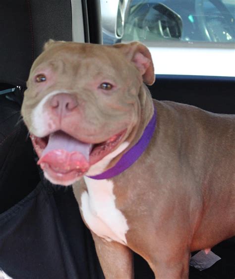 Simone | Angel City Pit Bulls | Los Angeles Dog Rescue