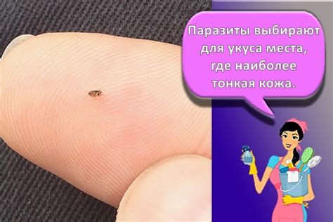 Как избавиться от блох в квартире и доме: средства для выведения в ...
