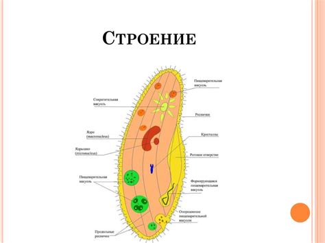 Инфузория-туфелька - презентация онлайн