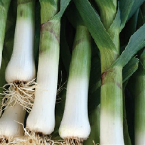 buy vegetables seeds   canada osc seeds