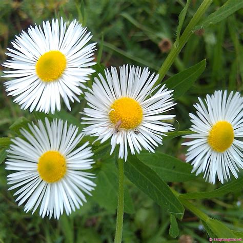 tong hop nhung bai tho hay ve cac loai hoa ban nen   nhat mot lan