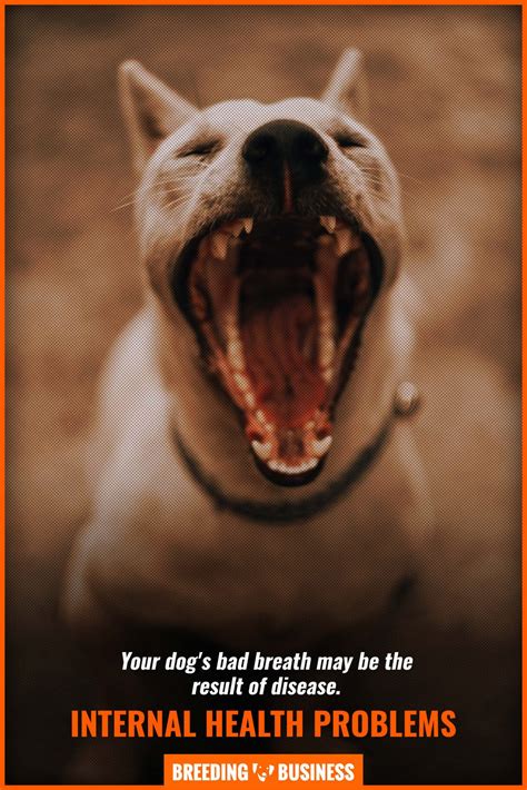 How To Fix Bad Breath in Dogs – DIY Remedies, Foods, Drugs & FAQ