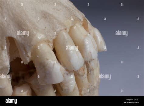 Detail of a human skull Stock Photo - Alamy