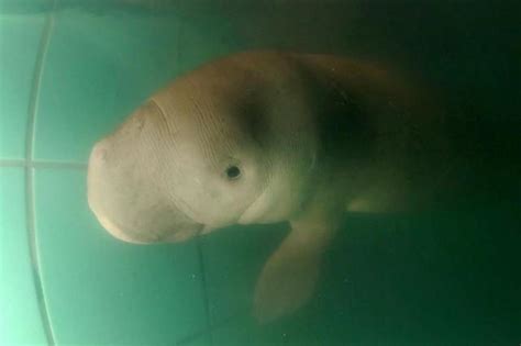 orphaned baby dugong     thai royals