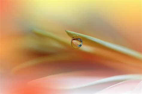 beautiful orange nature photograph  juliana  fine art america