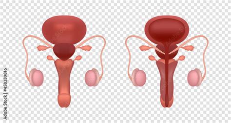 Realistic male reproductive system illustration. Male reproductive ...