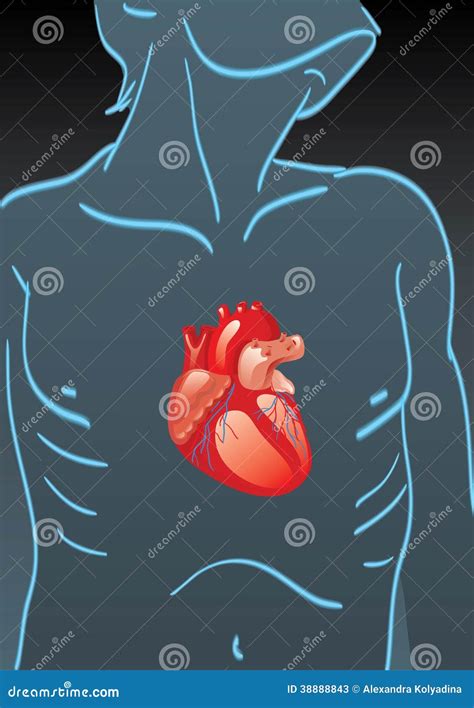 Menselijk Lichaam Met Interne Organen Stock Illustratie - Illustration ...
