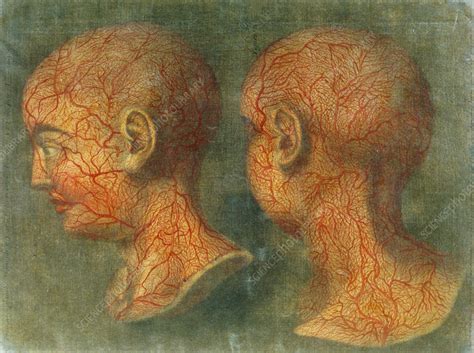 blood vessels   head stock image  science photo library