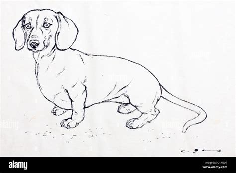 Dachshund dog drawing hi-res stock photography and images - Alamy