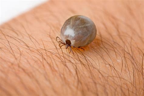 brown dog tick   scary enemy greenleaf pest control