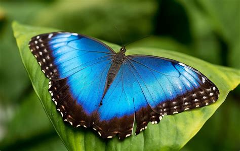 photo papillon