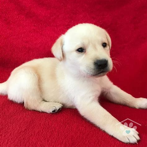 Labrador Puppies For Adoption Near Me - Puppies Pict