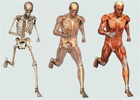 Optimal Bone and Muscle Formation