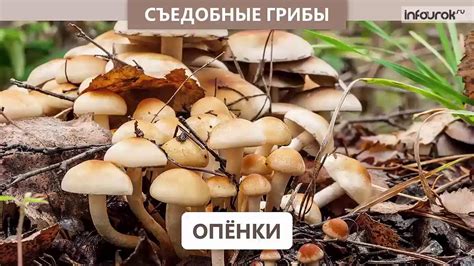Правила сбора грибов - YouTube