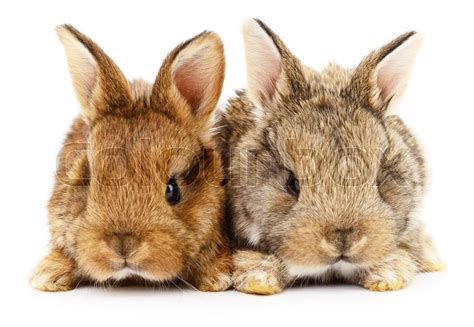 isolated image    bunny rabbits stock image colourbox