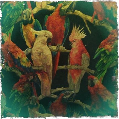 Parrot wallpaper
