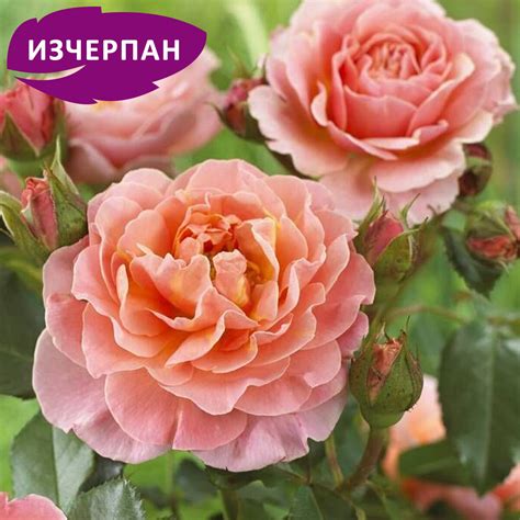 Роза Marie Curie® - Градински Център за Рози