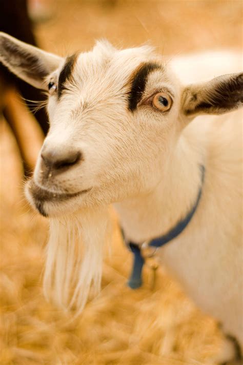 derpy goat by one-more-miracle on DeviantArt