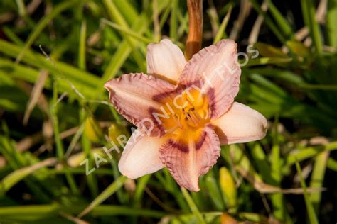 Denivka 'Longfields Glory' - Hemerocallis 'Longfields Glory ...