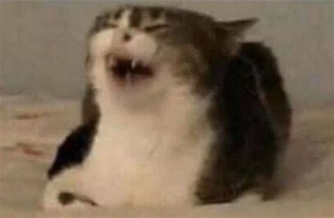 Gatito Riendo Meme